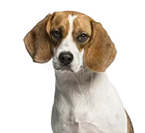 Studio Shot Of A Hound Prints: Close-up of a Beagle in front of a white background