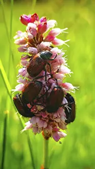 Central Europe Natural Environment Prints: Close-up of several beetles