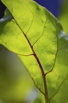 Deserted Plant Section Prints: Close-up, beetroot leaf (beta)