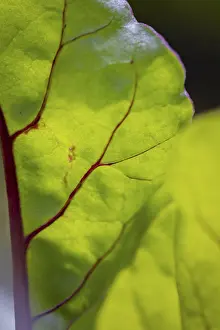 Lower Austria Nature Prints: Close-up, beetroot leaf (beta)