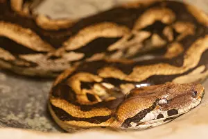 Python Prints: Burmese Python Print: Intrinsic Patterns and Coloration