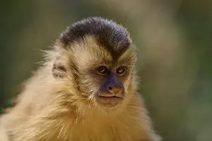 Brazil Wildlife Prints: Close-up of a capuchin monkey looking to the side with a serious expression