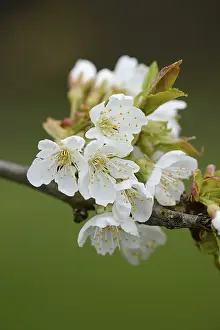 Bavaria Spring Scene Prints: Close-up of cherry tree blossoms in spring