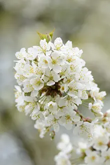 Deciduous Tree Blooms Prints: Close-up of cherry tree blossoms in spring