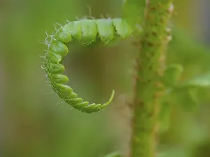 Framed Print : Fern Print in Early Spring Development Framed Print : Fern Print in Early Spring Development