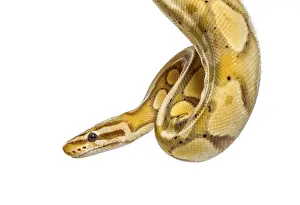 Studio Shot Insect Prints: Close-up of a firefly python, isolated on white