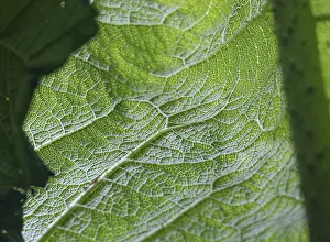 Nature Detail View Prints: Close-up of a green leaf with clearly recognisable structure