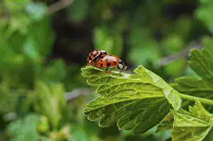 Ladybug Prints: Ladybugs Mating on Currant Leaf Print