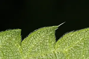 Close View Of Leaves Prints: Close-up of a leaf