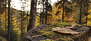 Upper Franconia Nature Park Prints: Close-up of a leaf on a tree stump
