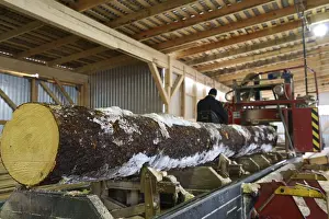 Timber Industry Production Prints: Close-up of log and worker controls machine on background