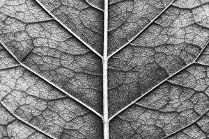 Deserted Agriculture Scene Prints: Close-up of macro texture of leaf