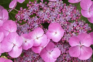 Mountain Hydrangea Prints: Close-up of a mountain hydrangea (Hydrangea serrata)