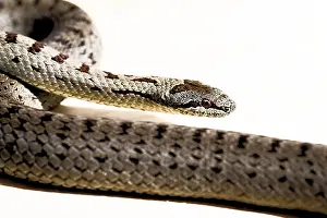 Prints of Close-up of a patterned snake on a light-coloured background, smooth snake (Coronella austriaca), Upper Palatinate, Bavaria, Germany Smooth Snake Prints: Close-up of a Patterned Snake Print, Bavaria, Germany