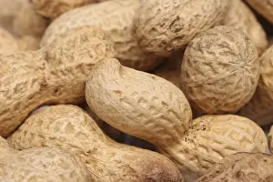 Legume Plant Prints: Close-up of some peanuts. background of some peanuts