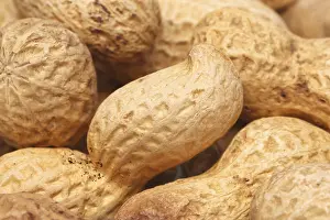 Legume Plant Prints: Close-up of some peanuts. background of some peanuts