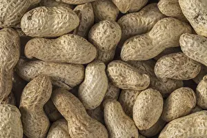 Winter Bird Food Prints: Close-up of peanuts, groundnuts