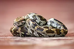 Southeast Asia Reptile Images Prints: Close-up of a python with a distinctive pattern in brown and black on a red background
