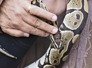 Python Prints: Close-up Print of Python Snake with Intricate Skin Pattern