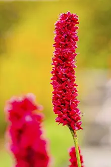 Red Flower Close Up Prints: Close-up of a red flower, sharp in the foreground