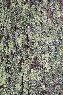 Tree Bark Texture Close Up Prints: Close-up of rough, textured tree bark