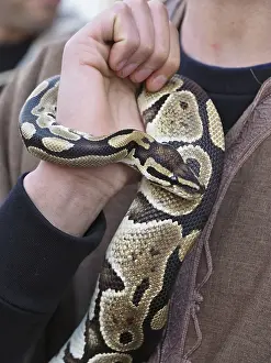 Prints of Close-up of royal python or ball python snake coiled around arm of its handler Royal Python Prints: Close-up of Royal Python Coiled Around Handler's Arm Print