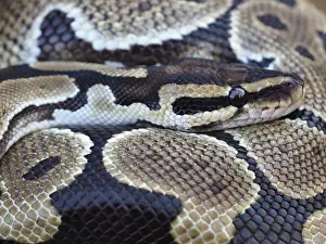 Prints of Close-up of a Royal Python, also known as a Ball Python, displaying its beautiful and intricate scale pattern while resting Royal Python Prints: Close-up of a Royal Python Print: Ball Python Scale Pattern