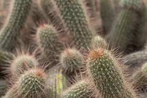 Royal Botanic Gardens London Prints: Close-up of the spiny surface of cacti