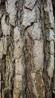 Nature Reserve Upper Franconia Germany Prints: Close-up of the structured bark