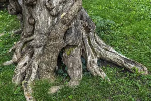 Deserted Tree Detail Prints: Close-up of a tree root, tree