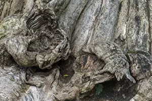 Deserted Tree Roots Prints: Close-up of a tree root, tree