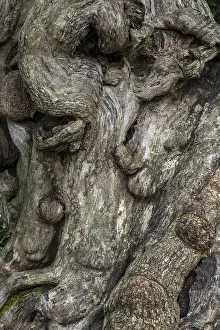 Deserted Tree Roots Prints: Close-up of a tree root, tree