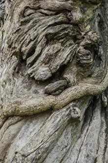 Uninhabited Forest Scenes Prints: Close-up of a tree root, tree