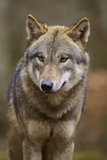 Wild Animals In Nature Prints: Close-up of a wolf in the forest with a thoughtful expression