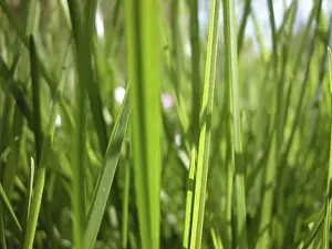 Close Up Grass Prints: Close up view of some blade of grass