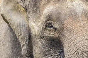 Asian Elephant Prints: Elephant Face Close-up Print
