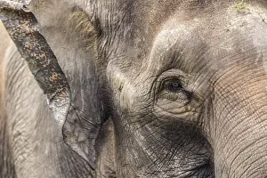 Asian Elephant Prints: Elephant Face Print