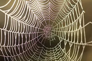 Water Drop On Spider Web Prints: Close up view of the strings of a spiders web with bokeh