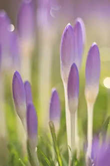 Nature Botany Types Prints: Closed Crocuses with backlighting