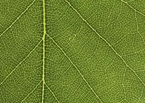 Uninhabited Forest Scenes Prints: Closeup of a birch leaf