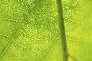 Abstract Green Background Prints: Closeup of a green leaf in backlight as background