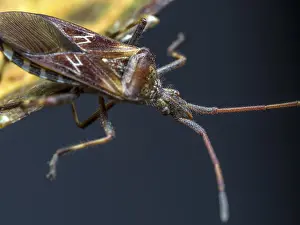Images Dated 22nd October 2024: Pine Seed Bug Leaf Print