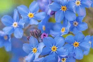 Blurred Nature Scene Prints: Closeup view of Myosotis sylvatica