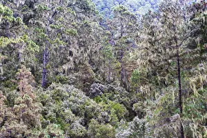 Rock Formations Europe Prints: Cloud forest with hanging lichens