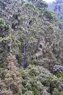Canary Islands Botany Prints: Cloud forest with hanging lichens