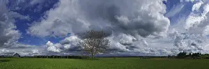 Empty Cloudy Skies Prints: Cloud formations with tree