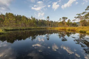 Scandinavian Wetland Biotope Prints: Cloud reflection in a moor lake