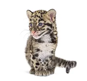 Predatory Cat Of Prey Prints: Clouded leopard cub, two months old
