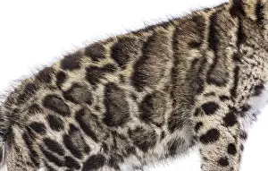 Cute Wild Animal Photography Prints: Clouded leopard cub, two months old