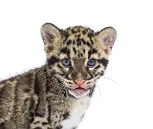 Young Wild Animal Prints: Clouded leopard cub, two months old